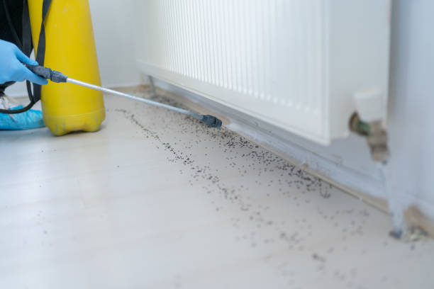 Best Bed Bug Extermination  in Eastport, ME