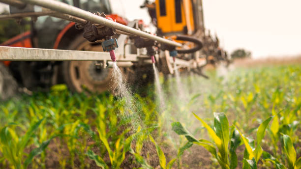 Best Pest Control for Homes  in Eastport, ME